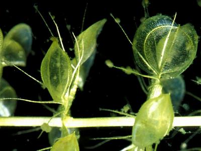 carnivorousplantsaquaticplantaldrovandavesiculosa _00271.jpg